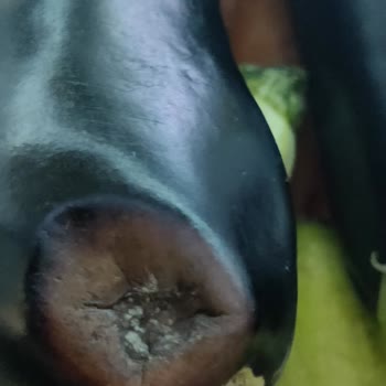 Vestel Dolap Ürünleri Erken Bozuyor Veya Donduruyor