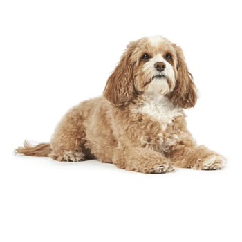 Amazon Ödeme Sorunu: İşlem Adımına Geçememe Hatası