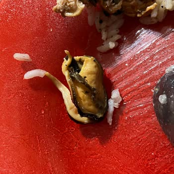 Metro Market Dondurulmuş Midyeler Temiz Değil