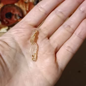 Pizza Hut Markasında Yanık Plastik