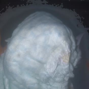 Prima Pampers Bebek Bezinin İçindeki Tuhaf Şeyler!