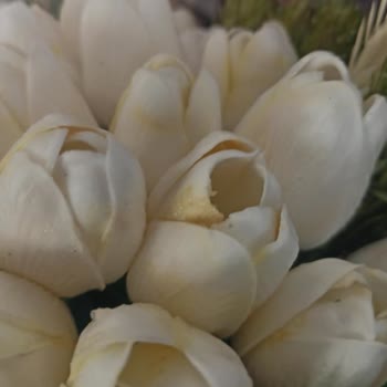 Gelincicegi_flora (Instagram) Fatura Kesmedi