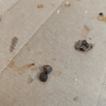 Domino's Pizza İçerisinden Sert Cisim Çıkması