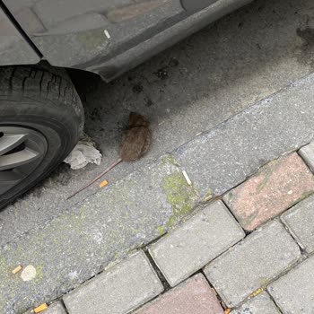 İBB - İstanbul Büyükşehir Belediyesi Fare Ve Böcek