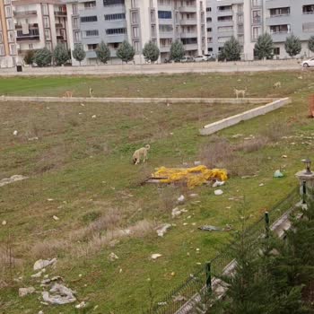 Bursa Yenişehir Belediyesi Köpeklerin İnsanlara Saldırması Ve Tehlike Arz Etmeleri