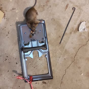 Fare Yuvası Şok Market