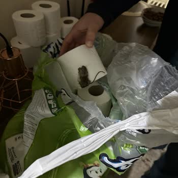 Hayat Kimya/Familia Organik Tuvalet Kağıdı Poşeti İçerisinde Yabancı Madde