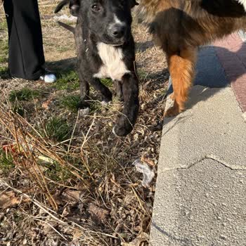 Afyonkarahisar Belediyesi Hayvanlar İçin Yardım