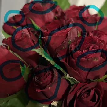 ÇiçekSepeti Çürük, Çok Küçük, Özensiz Güller Gönderildi