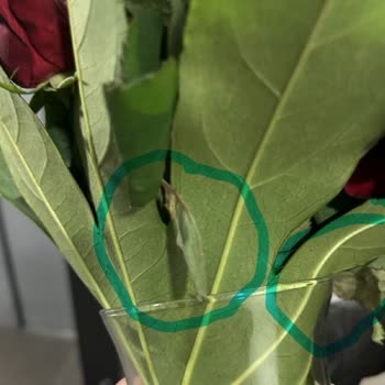 ÇiçekSepeti Çürük, Çok Küçük, Özensiz Güller Gönderildi