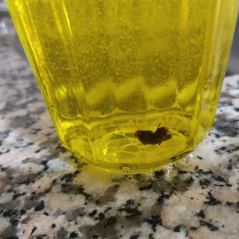 Fairy Bulaşık Deterjanı İçinden Böcek Çıktı