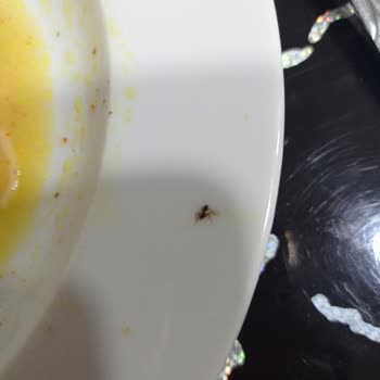 indomie İndomienin İçinden Sinek Çıktı.