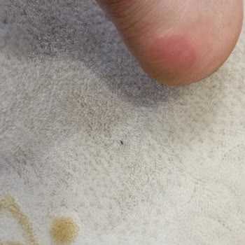 Kalitesiz Bot, Mağduriyet Ve Boyner Hüsranı