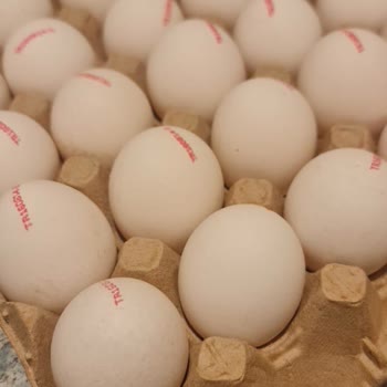 Beslen Yumurta Beden Problemi