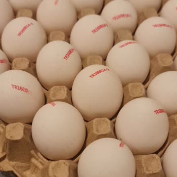 Beslen Yumurta Beden Problemi