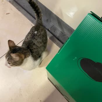 İBB - İstanbul Büyükşehir Belediyesi Kedi Evlerini Rahat Bırakın!