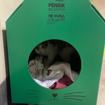 İBB - İstanbul Büyükşehir Belediyesi Kedi Evlerini Rahat Bırakın!