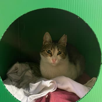 İBB - İstanbul Büyükşehir Belediyesi Kedi Evlerini Rahat Bırakın!