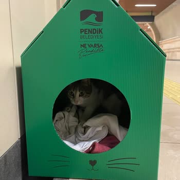 İBB - İstanbul Büyükşehir Belediyesi Kedi Evlerini Rahat Bırakın!