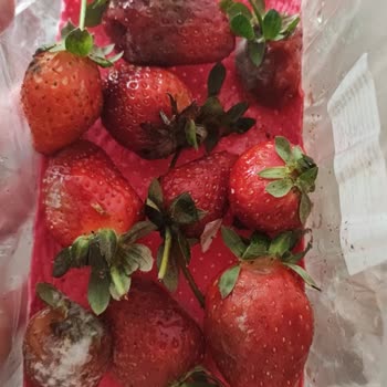 Migros Sanal Market Bir Paket Çileğin Yarışı Bozuk Geldi.
