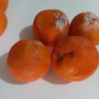 Şok Market Çürük Ve Kokmuş Ürün Teslimi