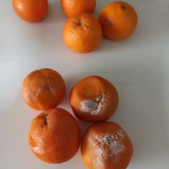 Şok Market Çürük Ve Kokmuş Ürün Teslimi