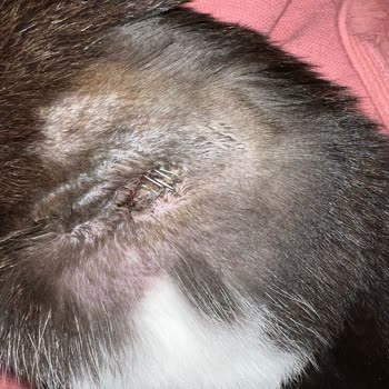 Vetland Vasat Bir Hizmet