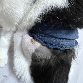 Vetland Vasat Bir Hizmet