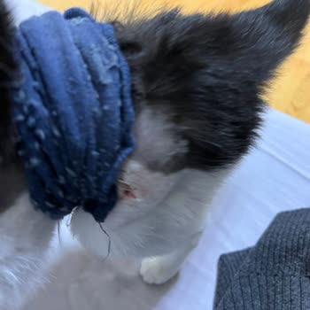 Vetland Vasat Bir Hizmet