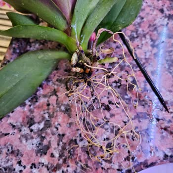 İstanbul Çiçekleri Kökleri Çürümüş Çiçek Satıyor