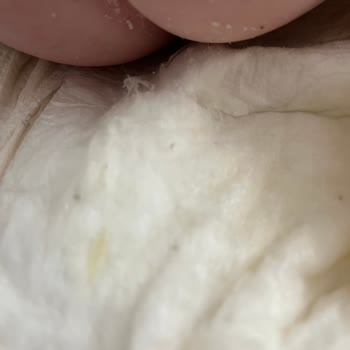 Sleepy Ecologic Dağılma Yapışma Sorunu