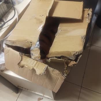 Ali Cabbar Sucukları Çok Kötü Halde Gelde