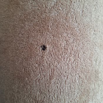 İlkim Şahane Ev Tekstil Ve Dekorasyon Evcil Hayvan Garantili Koltuk Kılıfı