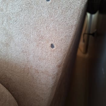 İlkim Şahane Ev Tekstil Ve Dekorasyon Evcil Hayvan Garantili Koltuk Kılıfı