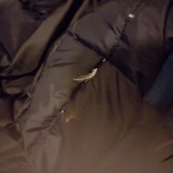 Decathlon Ürün Kaz Tüyü Çıkartıyor