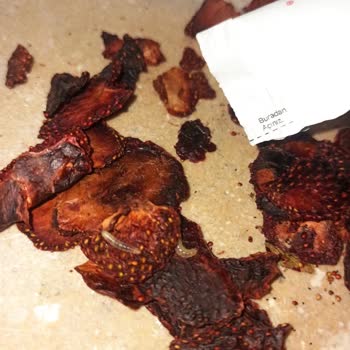 Taze Kuru Quru Kurutuluş Çilekten Kurt Çıktı.