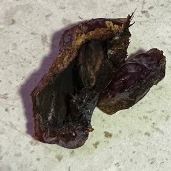 Çitlekçi Bozuk Çürük Ürün