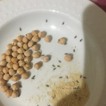 BİM Saban Nohudun İçerisinden Canlı Kurt Çıktı