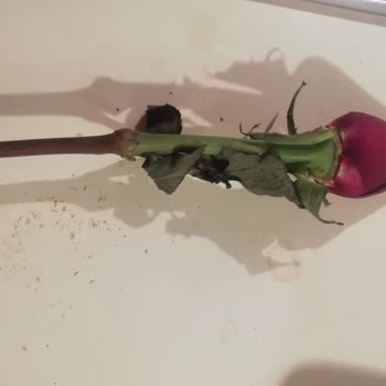 Çiçek Satamayan Çiçek Sepeti