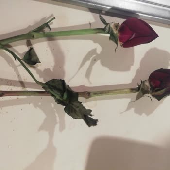 Çiçek Satamayan Çiçek Sepeti