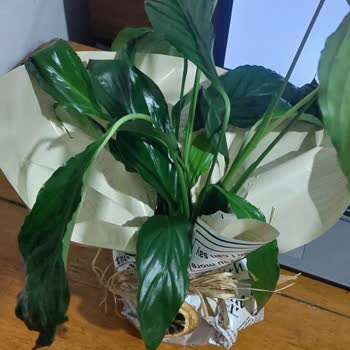 Çiçek Sepeti Saksıda Çiçek