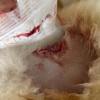 Köyüm At Çiftliği İhmalkarlığı 2 Cana Mal Oluyordu