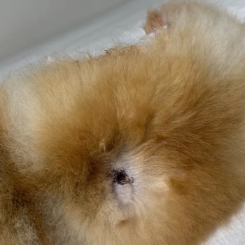 Köyüm At Çiftliği İhmalkarlığı 2 Cana Mal Oluyordu