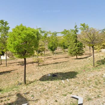 Kelebekler Vadisi Köpek Şikayetinde Bulunmak İstiyorum