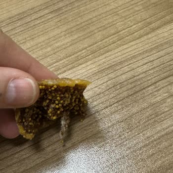 Dovido Kuru İncir Küflü!