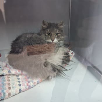 Kocaeli Büyükşehir Belediyesi Kedimizin Trajik Sonu Ve Belediye Süreci