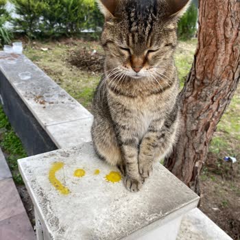 Alo 153 Hayvan Ambulansı Yaralanmış Bir Sokak Kedisi Gördüm
