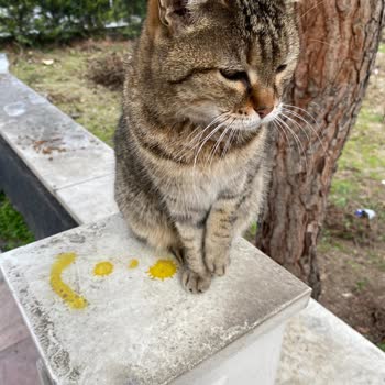 Alo 153 Hayvan Ambulansı Yaralanmış Bir Sokak Kedisi Gördüm