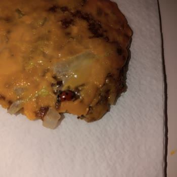 McDonald's Beykent Şubede Hamburger İçinden Uğur Böceği Çıktı!