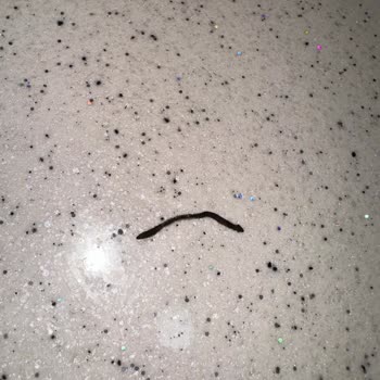 Yayla Bakliyat Maş Fasulyesi İçinden Tüylü Sert Cisim Çıkması